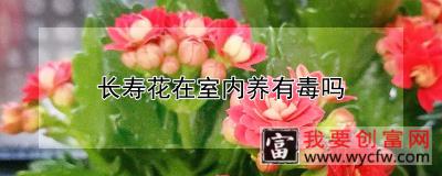 长寿花在室内养有毒吗