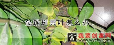 金钱树黄叶怎么办