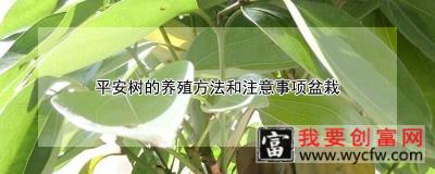 平安树的养殖方法和注意事项盆栽