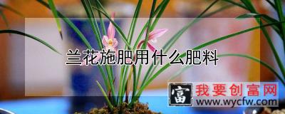 兰花施肥用什么肥料