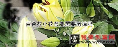 百合花小花苞变黑要剪掉吗