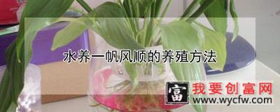 水养一帆风顺的养殖方法