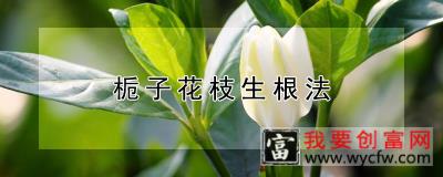 栀子花枝生根法