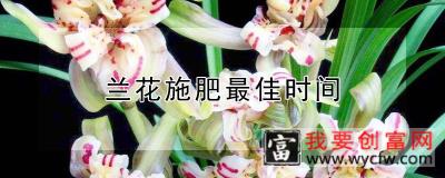 兰花施肥最佳时间