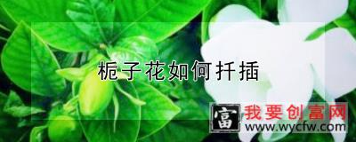 栀子花如何扦插