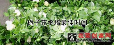 桅子花水培最佳时间