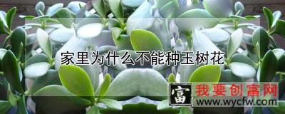 家里为什么不能种玉树花