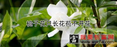 桅子花只长花苞不开花