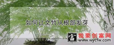 如何让文竹从根部发芽