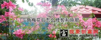 三角梅花后怎么修剪和施肥