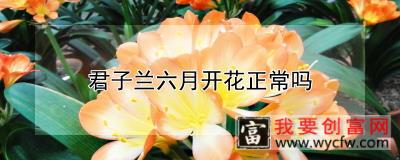 君子兰六月开花正常吗