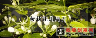 茉莉花几月开