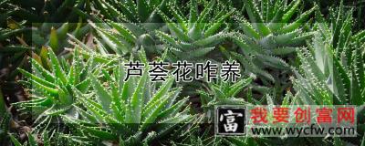 芦荟花咋养