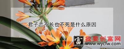 君子兰不长也不死是什么原因