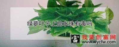 绿萝叶子上的水珠有毒吗