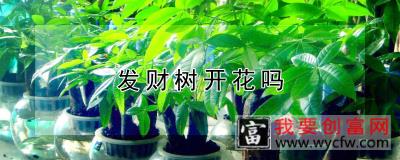 发财树开花吗