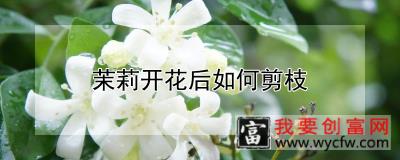 茉莉开花后如何剪枝