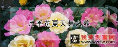 月季花夏天怎么养