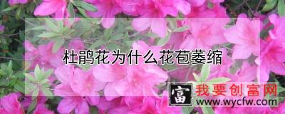 杜鹃花为什么花苞萎缩