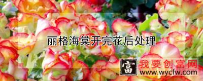 丽格海棠开完花后处理