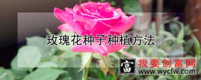 玫瑰花种子种植方法