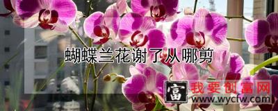 蝴蝶兰花谢了从哪剪