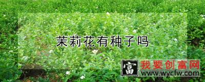 茉莉花有种子吗