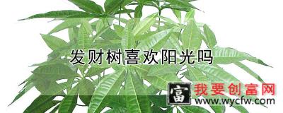 发财树喜欢阳光吗