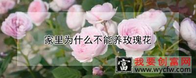 家里为什么不能养玫瑰花