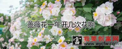 蔷薇花一年开几次花啊