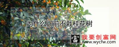 为什么门前不栽桂花树