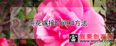 茶花嫁接时间和方法