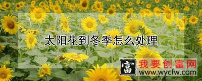 太阳花到冬季怎么处理