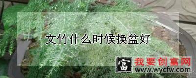 文竹什么时候换盆好