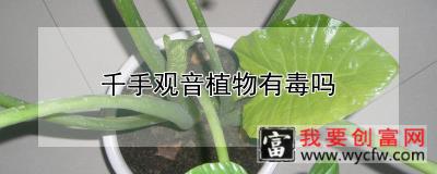 千手观音植物有毒吗