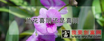 兰花喜阴还是喜阳