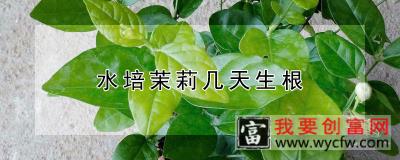 水培茉莉几天生根