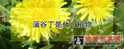 蒲谷丁是什么植物