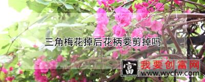 三角梅花掉后花柄要剪掉吗