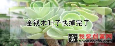 金钱木叶子快掉完了