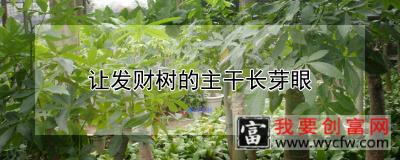 让发财树的主干长芽眼