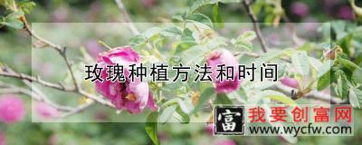 玫瑰种植方法和时间