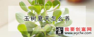 玉树夏天怎么养