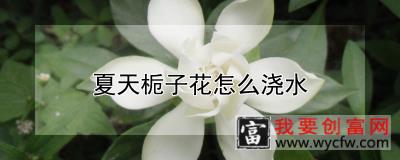 夏天栀子花怎么浇水