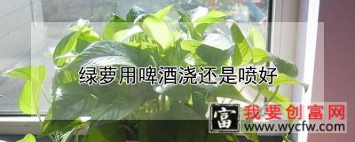 绿萝用啤酒浇还是喷好