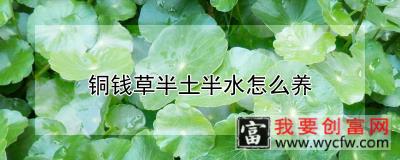 铜钱草半土半水怎么养