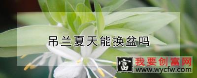 吊兰夏天能换盆吗