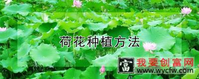 荷花<a href=https://www.wycfw.com/e/tags/?tagid=232 target=_blank class=infotextkey>种植方法</a>