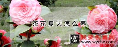 茶花夏天怎么养