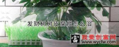 发财树树皮腐烂怎么治